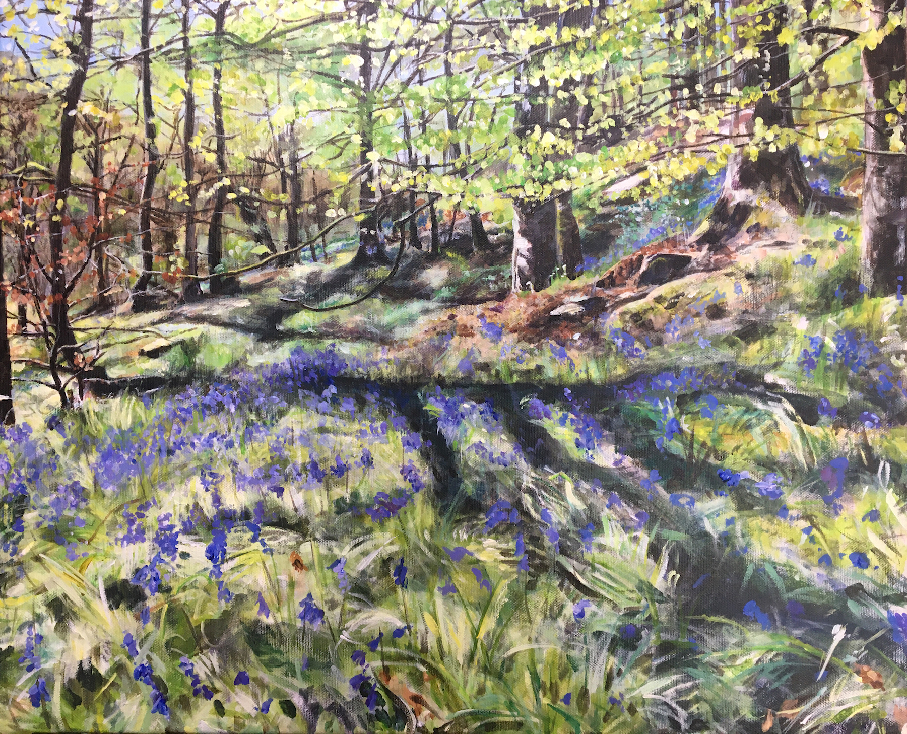 Julia Woodhouse bluebells at hardcastle crags