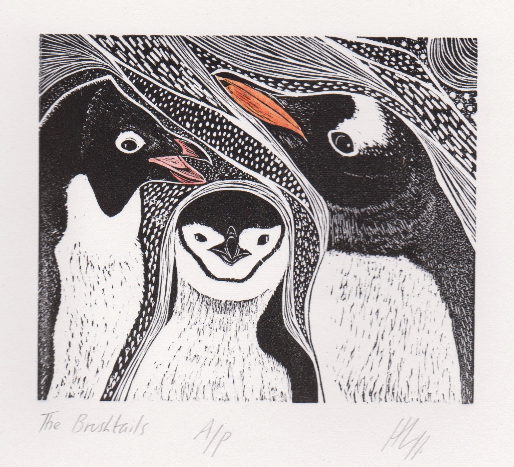 The Brushtails with colour