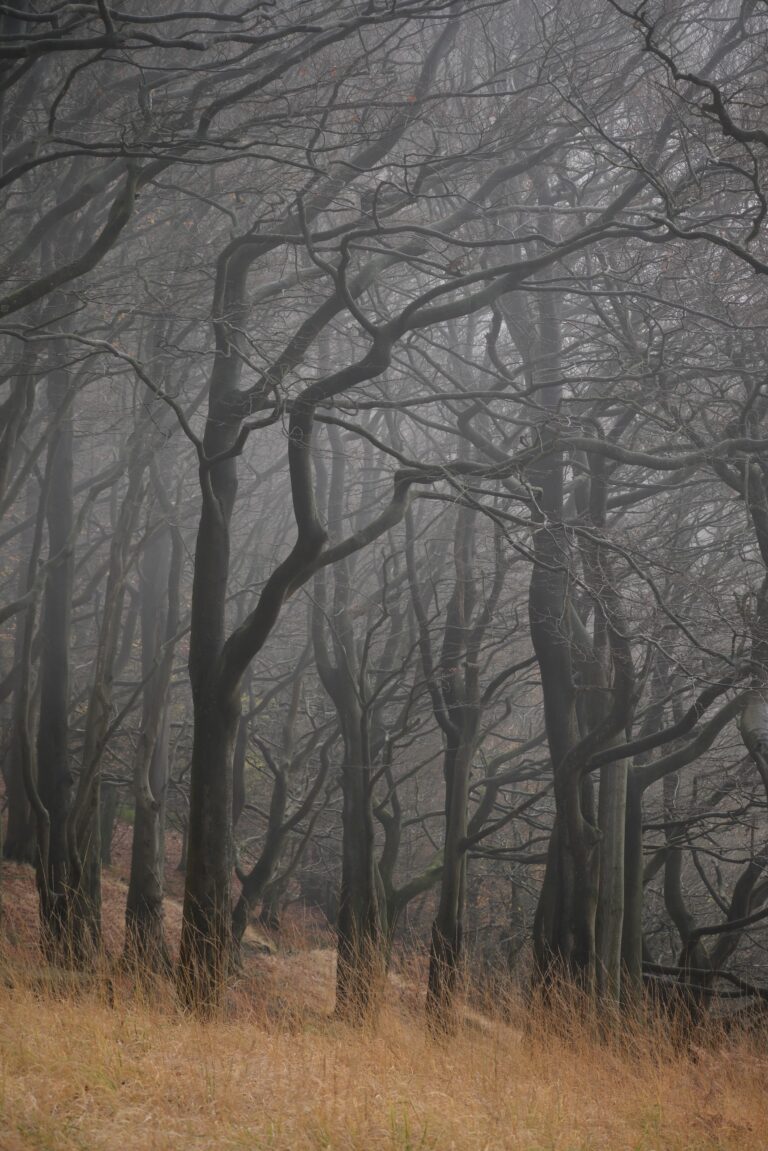 FullSizeRender 768x1151